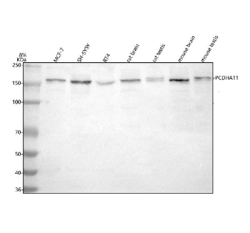Western blot analysis of PCDHA11 using anti-PCDHA11 antibody. Lane 1: human MCF-7 whole cell lysates, Lane 2: human SH-SY5Y whole cell lysates, Lane 3: human RT4 whole cell lysates, Lane 4: rat brain tissue lysates, Lane 5: rat testis tissue lysates, Lane 6: mouse brain tissue lysates, Lane 7: mouse testis tissue lysates. After electrophoresis, proteins were transferred to a nitrocellulose membrane at 150 mA for 50-90 minutes. Blocked the membrane with 5% non-fat milk/TBS for 1.5 hour at RT. The membrane was incubated with rabbit anti-PCDHA11 antibody at 0.5 ug/ml overnight at 4oC, then washed with TBS-0.1%Tween 3 times with 5 minutes each and probed with a goat anti-rabbit IgG-HRP secondary antibody at a dilution of 1:5000 for 1.5 hour at RT. The signal was developed using enhanced chemiluminescent. A specific band was detected for PCDHA11 at approximately 150-170 kDa. The expected band size for PCDHA11 is at 103 and 88 kDa but may be observed at higher molecular weights due to glycosylation.