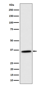 Western blot analysis of MDH2 expression in K562 cell lysate using MDH2 antibody.