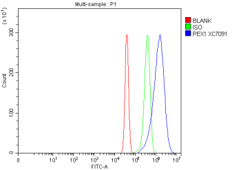 Flow Cytometry analysis of mouse Neuro-2a cells using anti-Peroxin 1 antibody. Overlay histogram showing Neuro-2a cells stained with (Blue line). To facilitate intracellular staining, cells were fixed with 4% paraformaldehyde and permeabilized with permeabilization buffer. The cells were blocked with 10% normal goat serum. And then incubated with rabbit anti-Peroxin 1 antibody (1 ug/million cells) for 30 min at 20oC. DyLight 488 conjugated goat anti-rabbit IgG (5-10 ug/million cells) was used as secondary antibody for 30 minutes at 20oC. Isotype control antibody (Green line) was rabbit IgG (1 ug/million cells) used under the same conditions. Unlabelled sample without incubation with primary antibody and secondary antibody (Red line) was used as a blank control.