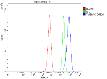 Flow Cytometry analysis of rat C6 cells using anti-TMEM9 antibody. Overlay histogram showing C6 cells stained with (Blue line). The cells were fixed with 4% paraformaldehyde and blocked with 10% normal goat serum. And then incubated with rabbit anti-TMEM9 antibody (1 ug/million cells) for 30 min at 20oC. DyLight 488 conjugated goat anti-rabbit IgG (5-10 ug/million cells) was used as secondary antibody for 30 minutes at 20oC. Isotype control antibody (Green line) was rabbit IgG (1 ug/million cells) used under the same conditions. Unlabelled sample without incubation with primary antibody and secondary antibody (Red line) was used as a blank control.
