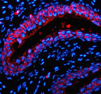 Immunofluorescent staining of P2RX1 using anti-P2RX1 antibody (red). P2RX1 was detected in a paraffin-embedded section of rat bladder tissue. Heat mediated antigen retrieval was performed in EDTA buffer (pH 8.0, epitope retrieval solution). The tissue section was blocked with 10% goat serum. The tissue section was then incubated with 5 ug/ml rabbit anti-P2RX1 antibody overnight at 4oC. Cy3 Conjugated Goat Anti-Rabbit IgG was used as secondary antibody at 1:500 dilution and incubated for 30 minutes at 37oC. The section was counterstained with DAPI nuclear stain (blue). Visualize using a fluorescence microscope and filter sets appropriate for the label used.