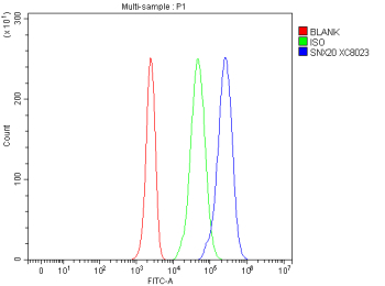 Flow Cytometry analysis of Jurkat cells using anti-SNX20 antibody. Overlay histogram showing Jurkat cells stained with (Blue line). The cells were fixed with 4% paraformaldehyde and blocked with 10% normal goat serum. And then incubated with rabbit anti-SNX20 antibody (1 ug/million cells) for 30 min at 20oC. DyLight 488 conjugated goat anti-rabbit IgG (5-10 ug/million cells) was used as secondary antibody for 30 minutes at 20oC. Isotype control antibody (Green line) was rabbit IgG (1 ug/million cells) used under the same conditions. Unlabelled sample without incubation with primary antibody and secondary antibody (Red line) was used as a blank control.