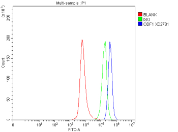 Flow Cytometry analysis of SH-SY5Y cells using anti-ODF1 antibody. Overlay histogram showing SH-SY5Y cells stained with (Blue line). To facilitate intracellular staining, cells were fixed with 4% paraformaldehyde and permeabilized with permeabilization buffer. The cells were blocked with 10% normal goat serum. And then incubated with rabbit anti-ODF1 antibody (1 ug/million cells) for 30 min at 20oC. DyLight 488 conjugated goat anti-rabbit IgG (5-10 ug/million cells) was used as secondary antibody for 30 minutes at 20oC. Isotype control antibody (Green line) was rabbit IgG (1 ug/million cells) used under the same conditions. Unlabelled sample without incubation with primary antibody and secondary antibody (Red line) was used as a blank control.
