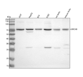 Western blot analysis of LRRC40 using anti-LRRC40 antibody. Lane 1: human 293T whole cell lysates, Lane 2: human HepG2 whole cell lysates, Lane 3: human RT4 whole cell lysates, Lane 4: human K562 whole cell lysates, Lane 5: rat testis tissue lysates, Lane 6: mouse testis tissue lysates. After electrophoresis, proteins were transferred to a nitrocellulose membrane at 150 mA for 50-90 minutes. Blocked the membrane with 5% non-fat milk/TBS for 1.5 hour at RT. The membrane was incubated with rabbit anti-LRRC40 antibody at 0.5 ug/ml overnight at 4oC, then washed with TBS-0.1%Tween 3 times with 5 minutes each and probed with a goat anti-rabbit IgG-HRP secondary antibody at a dilution of 1:5000 for 1.5 hour at RT. The signal was developed using enhanced chemiluminescent. The expected molecular weight of LRRC40 is ~68 kDa.