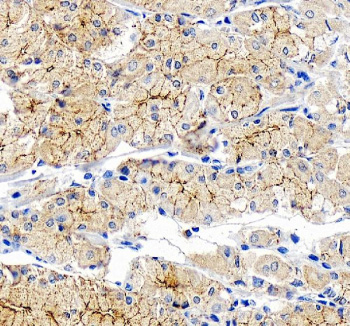 Immunohistochemical staining of OCLN using anti-OCLN antibody. OCLN was detected in a paraffin-embedded section of human stomach tissue. Heat mediated antigen retrieval was performed in EDTA buffer (pH 8.0, epitope retrieval solution). The tissue section was blocked with 10% goat serum. The tissue section was then incubated with 2 ug/ml rabbit anti-OCLN antibody overnight at 4oC. Peroxidase Conjugated Goat Anti-rabbit IgG was used as secondary antibody and incubated for 30 minutes at 37oC. The tissue section was developed using an HRP secondary and DAB substrate.