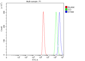 Flow Cytometry analysis of THP-1 cells using anti-SYNM antibody. Overlay histogram showing THP-1 cells stained with (Blue line). To facilitate intracellular staining, cells were fixed with 4% paraformaldehyde and permeabilized with permeabilization buffer. The cells were blocked with 10% normal goat serum. And then incubated with rabbit anti-SYNM antibody (1 ug/million cells) for 30 min at 20oC. DyLight 488 conjugated goat anti-rabbit IgG (5-10 ug/million cells) was used as secondary antibody for 30 minutes at 20oC. Isotype control antibody (Green line) was rabbit IgG (1 ug/million cells) used under the same conditions. Unlabelled sample (Red line) was also used as a control.