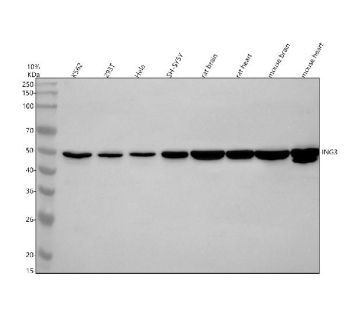 Western blot analysis of ING3 using anti-ING3 antibody. Electrophoresis was performed on a 12% SDS-PAGE gel at 80V (Stacking gel) / 120V (Resolving gel) for 2 hours. Lane 1: human K562 whole cell lysates, Lane 2: human 293T whole cell lysates, Lane 3: human Hela whole cell lysates, Lane 4: human SH-SY5Y whole cell lysates, Lane 5: rat brain tissue lysates, Lane 6: rat heart tissue lysates, Lane 7: mouse brain tissue lysates, Lane 8: mouse heart tissue lysates. After electrophoresis, proteins were transferred to a nitrocellulose membrane at 150 mA for 50-90 minutes. Blocked the membrane with 5% non-fat milk/TBS for 1.5 hour at RT. The membrane was incubated with rabbit anti-ING3 antibody at 1:1000 overnight at 4oC, then washed with TBS-0.1%Tween 3 times with 5 minutes each and probed with a goat anti-rabbit IgG-HRP secondary antibody at a dilution of 1:5000 for 1.5 hour at RT. The signal was developed using an ECL Plus Western Blotting Substrate. The expected molecular weight of ING3 is ~47 kDa.