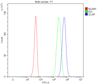 Flow Cytometry analysis of 293T cells using anti-SCAP antibody. Overlay histogram showing 293T cells stained with (Blue line). To facilitate intracellular staining, cells were fixed with 4% paraformaldehyde and permeabilized with permeabilization buffer. The cells were blocked with 10% normal goat serum. And then incubated with rabbit anti-SCAP antibody (1 ug/million cells) for 30 min at 20oC. DyLight 488 conjugated goat anti-rabbit IgG (5-10 ug/million cells) was used as secondary antibody for 30 minutes at 20oC. Isotype control antibody (Green line) was rabbit IgG (1 ug/million cells) used under the same conditions. Unlabelled sample without incubation with primary antibody and secondary antibody (Red line) was used as a blank control.