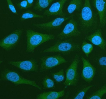 Immunofluorescent staining of NANS using anti-NANS antibody (green). NANS was detected in an immunocytochemical section of Hela cells. Enzyme antigen retrieval was performed using IHC enzyme antigen retrieval reagent for 15 mins. The cells were blocked with 10% goat serum. And then incubated with 5 ug/ml rabbit anti-NANS antibody overnight at 4oC. DyLight 488 Conjugated Goat Anti-Rabbit IgG was used as secondary antibody at 1:500 dilution and incubated for 30 minutes at 37oC. The section was counterstained with DAPI nuclear stain (blue). Visualize using a fluorescence microscope and filter sets appropriate for the label used.