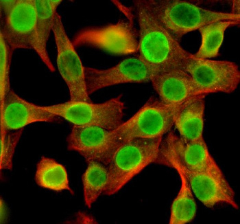 Immunofluorescent staining of NEK5 using anti-NEK5 antibody (green) and anti-Beta Tubulin antibody (red). NEK5 was detected in an immunocytochemical section of NIH/3T3 cells. Enzyme antigen retrieval was performed using IHC enzyme antigen retrieval reagent for 15 mins. The cells were blocked with 10% goat serum. And then incubated with 5 ug/ml rabbit anti-NEK5 antibody and mouse anti-Beta Tubulin antibody overnight at 4oC. DyLight 488 Conjugated Goat Anti-Rabbit IgG and Cy3 Conjugated Goat Anti-Mouse IgG were used as secondary antibody at 1:500 dilution and incubated for 30 minutes at 37oC. Visualize using a fluorescence microscope and filter sets appropriate for the label used.