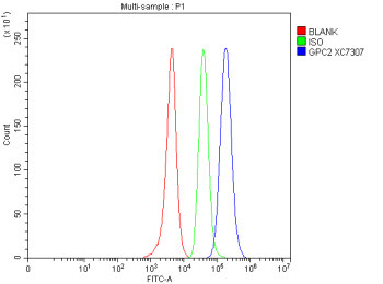 Flow Cytometry analysis of SH-SY5Y cells using anti-GPC2 antibody. Overlay histogram showing SH-SY5Y cells stained with (Blue line). The cells were fixed with 4% paraformaldehyde and blocked with 10% normal goat serum. And then incubated with rabbit anti-GPC2 antibody (1 ug/million cells) for 30 min at 20oC. DyLight 488 conjugated goat anti-rabbit IgG (5-10 ug/million cells) was used as secondary antibody for 30 minutes at 20oC. Isotype control antibody (Green line) was rabbit IgG (1 ug/million cells) used under the same conditions. Unlabelled sample without incubation with primary antibody and secondary antibody (Red line) was used as a blank control.
