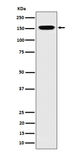 Western blot analysis of NUP155 expression in human 293 cell lysate using NUP155 antibody. Predicted molecular weight ~155 kDa.