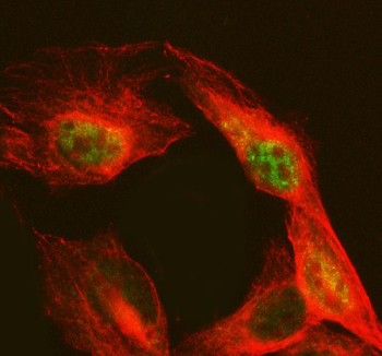 Immunofluorescent staining of NAB2 using anti-NAB2 antibody (green) and anti-Beta Tubulin antibody (red). NAB2 was detected in an immunocytochemical section of U2OS cells. Enzyme antigen retrieval was performed using IHC enzyme antigen retrieval reagent for 15 mins. The cells were blocked with 10% goat serum. And then incubated with 5 ug/ml rabbit anti-NAB2 antibody and mouse anti-Beta Tubulin antibody overnight at 4oC. DyLight 488 Conjugated Goat Anti-Rabbit IgG and DyLight 594 Conjugated Goat Anti-Mouse IgG were used as secondary antibody at 1:500 dilution and incubated for 30 minutes at 37oC. Visualize using a fluorescence microscope and filter sets appropriate for the label used.