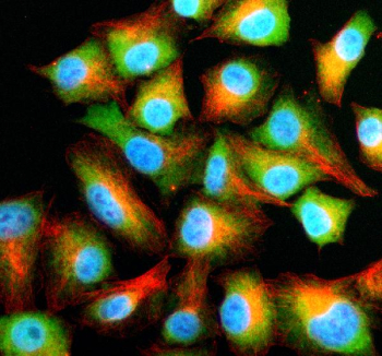 Immunofluorescent staining of NFU1 using anti-NFU1 antibody (green) and anti-Beta Tubulin antibody (red). NFU1 was detected in an immunocytochemical section of cells. Enzyme antigen retrieval was performed using IHC enzyme antigen retrieval reagent for 15 mins. The cells were blocked with 10% goat serum. And then incubated with 5 ug/ml rabbit anti-NFU1 antibody and mouse anti-Beta Tubulin antibody overnight at 4oC. DyLight 488 Conjugated Goat Anti-Rabbit IgG and Cy3 Conjugated Goat Anti-Mouse IgG were used as secondary antibody at 1:500 dilution and incubated for 30 minutes at 37oC. The section was counterstained with DAPI nuclear stain (blue). Visualize using a fluorescence microscope and filter sets appropriate for the label used.