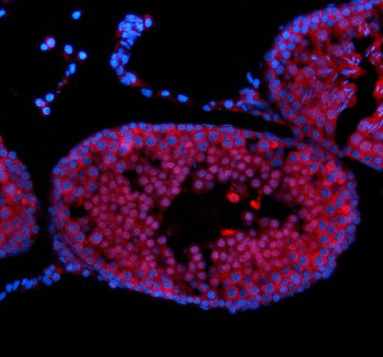 Immunofluorescent staining of NUP50 using anti-NUP50 antibody (red). NUP50 was detected in a paraffin-embedded section of rat testis tissue. Heat mediated antigen retrieval was performed in EDTA buffer (pH 8.0, epitope retrieval solution). The tissue section was blocked with 10% goat serum. The tissue section was then incubated with 5 ug/ml rabbit anti-NUP50 antibody overnight at 4oC. Cy3 Conjugated Goat Anti-Rabbit IgG was used as secondary antibody at 1:500 dilution and incubated for 30 minutes at 37oC. The section was counterstained with DAPI nuclear stain (blue). Visualize using a fluorescence microscope and filter sets appropriate for the label used.