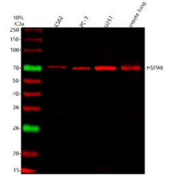 Western blot analysis of HSPA6 using anti-HSPA6 antibody. Lane 1: human K562 whole cell lysates, Lane 2: human PC-3 whole cell lysates, Lane 3: human U251 whole cell lysates, Lane 4: mouse lung tissue lysates. After electrophoresis, proteins were transferred to a nitrocellulose membrane at 150 mA for 50-90 minutes. Blocked the membrane with 5% non-fat milk/TBS for 1.5 hour at RT. The membrane was incubated with rabbit anti-HSPA6 antibody at 0.5 ug/ml overnight at 4oC, then washed with TBS-0.1%Tween 3 times with 5 minutes each and probed with a goat anti-rabbit IgG-DyLight 647 Conjugated secondary antibody at a dilution of 1:2000 for 1.5 hour at RT. The expected molecular weight of HSPA6 is ~71 kDa.