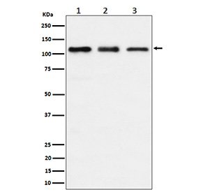 Western blot analysis of TAOK1 expression in (1) human HeLa cell lysate; (2) mouse RAW264.7 cell lysate; (3) rat C6 cell lysate. Predicted molecular weight ~116 kDa.