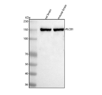 Western blot analysis of PLCB1 using anti-PLCB1 antibody. Lane 1: rat brain tissue lysates, Lane 2: mouse brain tissue lysates. After electrophoresis, proteins were transferred to a nitrocellulose membrane at 150 mA for 50-90 minutes. Blocked the membrane with 5% non-fat milk/TBS for 1.5 hour at RT. The membrane was incubated with rabbit anti-PLCB1 antibody at 0.5 ug/ml overnight at 4oC, then washed with TBS-0.1%Tween 3 times with 5 minutes each and probed with a goat anti-rabbit IgG-HRP secondary antibody at a dilution of 1:5000 for 1.5 hour at RT. The signal was developed using enhanced chemiluminescent. The expected molecular weight of PLCB1 is ~138 kDa.