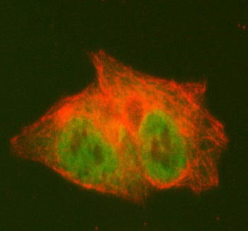 Immunofluorescent staining of PCYT2 using anti-PCYT2 antibody (green) and anti-Beta Tubulin antibody (red). PCYT2 was detected in an immunocytochemical section of HepG2 cells. Enzyme antigen retrieval was performed using IHC enzyme antigen retrieval reagent for 15 mins. The cells were blocked with 10% goat serum. And then incubated with 5 ug/ml rabbit anti-Histone H4 antibody and mouse anti-PCYT2 antibody overnight at 4oC. DyLight 488 Conjugated Goat Anti-Rabbit IgG and Cy3 Conjugated Goat Anti-Mouse IgG were used as secondary antibody at 1:500 dilution and incubated for 30 minutes at 37oC. Visualize using a fluorescence microscope and filter sets appropriate for the label used.