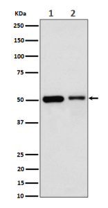 Western blot analysis of Annexin 7 expression in (1) human Jurkat cell lysate; (2) mouse Raw264.7 cell lysate using ANXA7 antibody. Predicted molecular weight: 50-53 kDa (two isoforms).