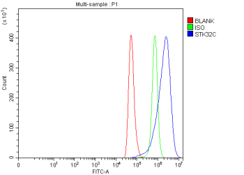 Flow Cytometry analysis of Hela cells using anti-STK32C antibody. Overlay histogram showing Hela cells stained with (Blue line). To facilitate intracellular staining, cells were fixed with 4% paraformaldehyde and permeabilized with permeabilization buffer. The cells were blocked with 10% normal goat serum. And then incubated with rabbit anti-STK32C antibody (1 ug/million cells) for 30 min at 20oC. DyLight 488 conjugated goat anti-rabbit IgG (5-10 ug/million cells) was used as secondary antibody for 30 minutes at 20oC. Isotype control antibody (Green line) was rabbit IgG (1 ug/million cells) used under the same conditions. Unlabelled sample (Red line) was also used as a control.