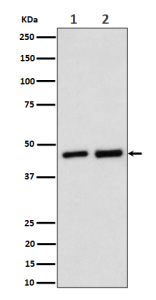 Western blot analysis of Annexin 7 expression in (1) human Jurkat cell lysate; (2) rat kidney lysate using Annexin A7 antibody. Predicted molecular weight: 50-53 kDa (two isoforms).