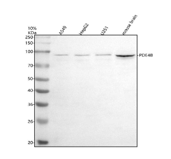 Western blot analysis of PDE4B using anti-PDE4B antibody. Electrophoresis was performed on a 10% SDS-PAGE gel at 80V (Stacking gel) / 120V (Resolving gel) for 2 hours. Lane 1: human whole cell lysates, Lane 2: human HepG2 whole cell lysates, Lane 3: human U251 whole cell lysates, Lane 4: mouse brain tissue lysates. After electrophoresis, proteins were transferred to a nitrocellulose membrane at 150 mA for 50-90 minutes. Blocked the membrane with 5% non-fat milk/TBS for 1.5 hour at RT. The membrane was incubated with rabbit anti-PDE4B antibody at 0.5 ug/ml overnight at 4oC, then washed with TBS-0.1%Tween 3 times with 5 minutes each and probed with a goat anti-rabbit IgG-HRP secondary antibody at a dilution of 1:5000 for 1.5 hour at RT. The signal was developed using an ECL Plus Western Blotting Substrate. PDE4B (~83 kDa predicted) was detected at 95-97 kDa, consistent with expression of the longer PDE4B5 isoform and phosphorylation-dependent mobility shift characteristic of PDE4 family enzymes.