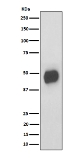 Western blot analysis of CD147 expression in mouse RAW264.7 cell lysate using Bsg antibody. Predicted molecular weight ~42 kDa but may be observed at higher molecular weights due to glycosylation.