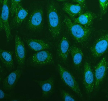 Immunofluorescent staining of RPS3A using anti-RPS3A antibody (green). RPS3A was detected in an immunocytochemical section of Hela cells. Enzyme antigen retrieval was performed using IHC enzyme antigen retrieval reagent for 15 mins. The cells were blocked with 10% goat serum. And then incubated with 5 ug/ml rabbit anti-RPS3A antibody overnight at 4oC. DyLight 488 Conjugated Goat Anti-Rabbit IgG was used as secondary antibody at 1:500 dilution and incubated for 30 minutes at 37oC. The section was counterstained with DAPI nuclear stain (blue). Visualize using a fluorescence microscope and filter sets appropriate for the label used.