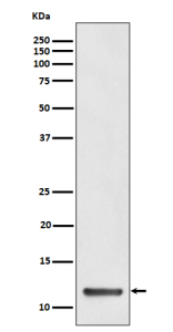 Western blot analysis of TCTEX1 expression in human HeLa cell lysate. Predicted molecular weight ~12 kDa.