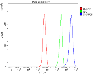 Flow Cytometry analysis of SH-SY5Y cells using anti-SNAP25 antibody. Overlay histogram showing SH-SY5Y cells stained with (Blue line). To facilitate intracellular staining, cells were fixed with 4% paraformaldehyde and permeabilized with permeabilization buffer. The cells were blocked with 10% normal goat serum. And then incubated with rabbit anti-SNAP25 antibody (1 ug/million cells) for 30 min at 20oC. DyLight 488 conjugated goat anti-rabbit IgG (5-10 ug/million cells) was used as secondary antibody for 30 minutes at 20oC. Isotype control antibody (Green line) was rabbit IgG (1 ug/million cells) used under the same conditions. Unlabelled sample (Red line) was also used as a control.