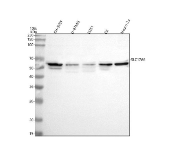 Western blot analysis of VGLUT2/SLC17A6 using anti-SLC17A6 antibody. Lane 1: human SH-SY5Y whole cell lysates, Lane 2: human U-87MG whole cell lysates, Lane 3: human U251 whole cell lysates, Lane 4: rat C6 whole cell lysates, Lane 5: mouse Neuro-2a whole cell lysates. After electrophoresis, proteins were transferred to a nitrocellulose membrane at 150 mA for 50-90 minutes. Blocked the membrane with 5% non-fat milk/TBS for 1.5 hour at RT. The membrane was incubated with rabbit anti-SLC17A6 antibody at 0.5 ug/ml overnight at 4oC, then washed with TBS-0.1%Tween 3 times with 5 minutes each and probed with a goat anti-rabbit IgG-HRP secondary antibody at a dilution of 1:5000 for 1.5 hour at RT. The signal was developed using enhanced chemiluminescent. Western blot analysis of cell lysates probed with anti-SLC17A6 shows a major band at the expected ~64 kDa and minor lower bands corresponding to partially deglycosylated or processed forms of the N-glycosylated SLC17A6/VGLUT2 protein