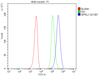 Flow Cytometry analysis of HEL cells using anti-NPRL2 antibody. Overlay histogram showing HEL cells stained with (Blue line). To facilitate intracellular staining, cells were fixed with 4% paraformaldehyde and permeabilized with permeabilization buffer. The cells were blocked with 10% normal goat serum. And then incubated with rabbit anti-NPRL2 antibody (1 ug/million cells) for 30 min at 20oC. DyLight 488 conjugated goat anti-rabbit IgG (5-10 ug/million cells) was used as secondary antibody for 30 minutes at 20oC. Isotype control antibody (Green line) was rabbit IgG (1 ug/million cells) used under the same conditions. Unlabelled sample without incubation with primary antibody and secondary antibody (Red line) was used as a blank control.