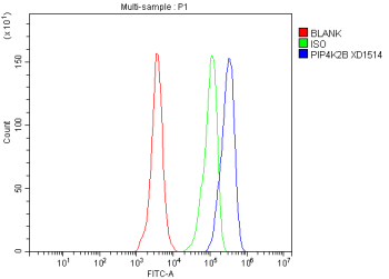 Flow Cytometry analysis of HeLa cells using anti-PIP4K2B antibody. Overlay histogram showing HeLa cells stained with (Blue line). To facilitate intracellular staining, cells were fixed with 4% paraformaldehyde and permeabilized with permeabilization buffer. The cells were blocked with 10% normal goat serum. And then incubated with rabbit anti-PIP4K2B antibody (1 ug/million cells) for 30 min at 20oC. DyLight 488 conjugated goat anti-rabbit IgG (5-10 ug/million cells) was used as secondary antibody for 30 minutes at 20oC. Isotype control antibody (Green line) was rabbit IgG (1 ug/million cells) used under the same conditions. Unlabelled sample without incubation with primary antibody and secondary antibody (Red line) was used as a blank control.