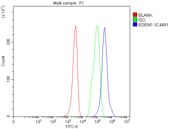 Flow Cytometry analysis of HEL cells using anti-EDEM1 antibody. Overlay histogram showing HEL cells stained with (Blue line). To facilitate intracellular staining, cells were fixed with 4% paraformaldehyde and permeabilized with permeabilization buffer. The cells were blocked with 10% normal goat serum. And then incubated with rabbit anti-EDEM1 antibody (1 ug/million cells) for 30 min at 20oC. DyLight 488 conjugated goat anti-rabbit IgG (5-10 ug/million cells) was used as secondary antibody for 30 minutes at 20oC. Isotype control antibody (Green line) was rabbit IgG (1 ug/million cells) used under the same conditions. Unlabelled sample without incubation with primary antibody and secondary antibody (Red line) was used as a blank control.