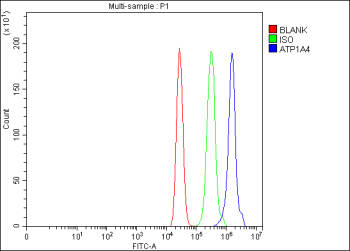 Flow Cytometry analysis of MCF-7 cells using anti-ATP1A4 antibody. Overlay histogram showing MCF-7 cells stained with (Blue line). The cells were fixed with 4% paraformaldehyde and blocked with 10% normal goat serum. And then incubated with rabbit anti-ATP1A4 antibody (1 ug/million cells) for 30 min at 20oC. DyLight 488 conjugated goat anti-rabbit IgG (5-10 ug/million cells) was used as secondary antibody for 30 minutes at 20oC. Isotype control antibody (Green line) was rabbit IgG (1 ug/million cells) used under the same conditions. Unlabelled sample (Red line) was also used as a control.