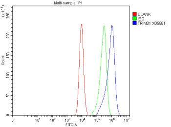 Flow Cytometry analysis of CACO-2 cells using anti-TRIM31 antibody. Overlay histogram showing CACO-2 cells stained with (Blue line). To facilitate intracellular staining, cells were fixed with 4% paraformaldehyde and permeabilized with permeabilization buffer. The cells were blocked with 10% normal goat serum. And then incubated with rabbit anti-TRIM31 antibody (1 ug/million cells) for 30 min at 20oC. DyLight 488 conjugated goat anti-rabbit IgG (5-10 ug/million cells) was used as secondary antibody for 30 minutes at 20oC. Isotype control antibody (Green line) was rabbit IgG (1 ug/million cells) used under the same conditions. Unlabelled sample without incubation with primary antibody and secondary antibody (Red line) was used as a blank control.