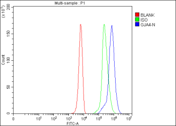 Flow Cytometry analysis of K562 cells using anti-GJA4 antibody. Overlay histogram showing K562 cells stained with (Blue line). The cells were fixed with 4% paraformaldehyde and blocked with 10% normal goat serum. And then incubated with rabbit anti-GJA4 antibody (1 ug/million cells) for 30 min at 20oC. DyLight 488 conjugated goat anti-rabbit IgG (5-10 ug/million cells) was used as secondary antibody for 30 minutes at 20oC. Isotype control antibody (Green line) was rabbit IgG (1 ug/million cells) used under the same conditions. Unlabelled sample (Red line) was also used as a control.
