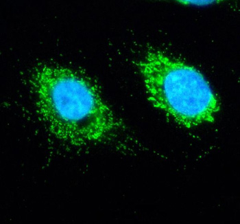 Immunofluorescent staining of SLIRP using anti-SLIRP antibody (green). SLIRP was detected in an immunocytochemical section of cells. Enzyme antigen retrieval was performed using IHC enzyme antigen retrieval reagent for 15 mins. The cells were blocked with 10% goat serum. And then incubated with 5 ug/ml rabbit anti-SLIRP antibody overnight at 4oC. DyLight 488 Conjugated Goat Anti-Rabbit IgG was used as secondary antibody at 1:500 dilution and incubated for 30 minutes at 37oC. The section was counterstained with DAPI nuclear stain (blue). Visualize using a fluorescence microscope and filter sets appropriate for the label used.
