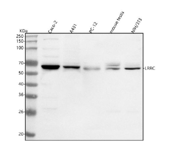 Western blot analysis of LRRC1 using anti-LRRC1 antibody. Lane 1: human Caco-2 whole cell lysates, Lane 2: human whole cell lysates, Lane 3: rat PC-12 whole cell lysates, Lane 4: mouse testis tissue lysates, Lane 5: mouse NIH/3T3 whole cell lysates. After electrophoresis, proteins were transferred to a nitrocellulose membrane at 150 mA for 50-90 minutes. Blocked the membrane with 5% non-fat milk/TBS for 1.5 hour at RT. The membrane was incubated with rabbit anti-LRRC1 antibody at 0.5 ug/ml overnight at 4oC, then washed with TBS-0.1%Tween 3 times with 5 minutes each and probed with a goat anti-rabbit IgG-HRP secondary antibody at a dilution of 1:5000 for 1.5 hour at RT. The signal was developed using enhanced chemiluminescent. Western blot probed with anti-LRRC1 shows a major band at the expected ~63 kDa and a faint upper band consistent with a phosphorylated form of LRRC1.