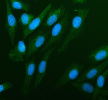 Immunofluorescent staining of PDLIM4 using anti-PDLIM4 antibody (green). PDLIM4 was detected in an immunocytochemical section of U2OS cells. Enzyme antigen retrieval was performed using IHC enzyme antigen retrieval reagent for 15 mins. The cells were blocked with 10% goat serum. And then incubated with 5 ug/ml rabbit anti-PDLIM4 antibody overnight at 4oC. DyLight 488 Conjugated Goat Anti-Rabbit IgG was used as secondary antibody at 1:500 dilution and incubated for 30 minutes at 37oC. The section was counterstained with DAPI nuclear stain (blue). Visualize using a fluorescence microscope and filter sets appropriate for the label used.