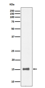 Western blot analysis of IL13 expression in human recombinant protein cell lysate.