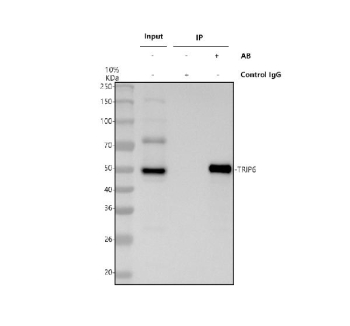 Immunoprecipitating TRIP6 in Hela whole cell lysate. Western blot analysis of TRIP6 using anti-TRIP6 antibody. Lane 1: Hela whole cell lysates (30ug), Lane 2: Rabbit control IgG instead of anti-TRIP6 antibody in Hela whole cell lysate, Lane 3: anti-TRIP6 antibody (2ug) + Hela whole cell lysate (500ug). After electrophoresis, proteins were transferred to a membrane. Then the membrane was incubated with rabbit anti-TRIP6 antibody at a dilution of 0.5 ug/ml and probed with a mouse anti-rabbit IgG-HRP secondary antibody. The signal is developed using ECL Plus Western Blotting Substrate. A specific band was detected for TRIP6 at approximately 50 kDa. The expected molecular weight of TRIP6 is ~50 kDa.