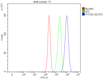 Flow Cytometry analysis of cells using anti-PYCR3 antibody. Overlay histogram showing cells stained with (Blue line). To facilitate intracellular staining, cells were fixed with 4% paraformaldehyde and permeabilized with permeabilization buffer. The cells were blocked with 10% normal goat serum. And then incubated with rabbit anti-PYCR3 antibody (1 ug/million cells) for 30 min at 20oC. DyLight 488 conjugated goat anti-rabbit IgG (5-10 ug/million cells) was used as secondary antibody for 30 minutes at 20oC. Isotype control antibody (Green line) was rabbit IgG (1 ug/million cells) used under the same conditions. Unlabelled sample without incubation with primary antibody and secondary antibody (Red line) was used as a blank control.