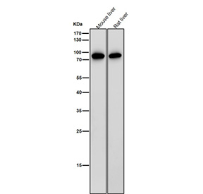 All lanes use the antibody at 1:2000 dilution for 1 hour at room temperature. Western blot analysis of IL12B using anti-IL12B antibody. A strong band is observed at ~75-80 kDa, corresponding to the disulfide-linked homodimer, consistent with reports that the subunit forms stable dimers that migrate above the predicted 37 kDa monomeric size.