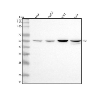 Western blot analysis of Islet 1/ISL1 using anti-ISL1 antibody. Lane 1: human SIHA whole cell lysates, Lane 2: human HepG2 whole cell lysates, Lane 3: human K562 whole cell lysates, Lane 4: human Hela whole cell lysates. After electrophoresis, proteins were transferred to a nitrocellulose membrane at 150 mA for 50-90 minutes. Blocked the membrane with 5% non-fat milk/TBS for 1.5 hour at RT. The membrane was incubated with rabbit anti-ISL1 antibody at 0.5 ug/ml overnight at 4oC, then washed with TBS-0.1%Tween 3 times with 5 minutes each and probed with a goat anti-rabbit IgG-HRP secondary antibody at a dilution of 1:5000 for 1.5 hour at RT. The signal was developed using enhanced chemiluminescent. A predominant band is observed at ~50 kDa, with a lower band near 40-45 kDa. The pattern is consistent with reported ISL1 isoforms and phosphorylation dependent mobility shifts relative to the calculated ~39 kDa.