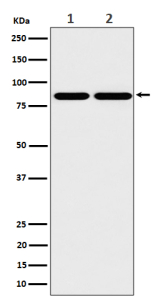 Western blot analysis of RAB45/RASEF expression in (1) human A431 cell lysate and (2) mouse RAW264.7 cell lysate using RASEF antibody. Predicted molecular weight ~83 kDa.