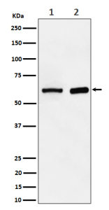 Western blot analysis of ATE1 expression in (1) human HepG2 cell lysate; (2) mouse spleen lysate. Predicted molecular weight ~59 kDa.