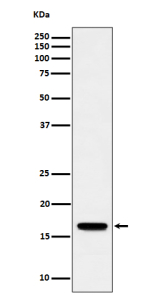 Western blot analysis of TCEB2/ELOB expression in Jurkat cell lysate using ELOB antibody. Western blot shows a band at ~16 kDa, higher than the calculated ~13 kDa, consistent with the known slower SDS-PAGE migration of small ubiquitin-like proteins such as Elongin B.