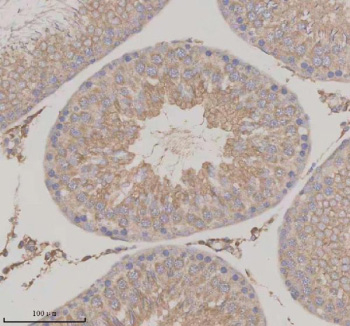 Immunohistochemical staining of SERPINE2 using anti-SERPINE2 antibody. SERPINE2 was detected in a paraffin-embedded section of rat testis tissue. Heat mediated antigen retrieval was performed in EDTA buffer (pH 8.0, epitope retrieval solution). The tissue section was blocked with 10% goat serum. The tissue section was then incubated with 2 ug/ml rabbit anti-SERPINE2 antibody overnight at 4oC. Peroxidase Conjugated Goat Anti-rabbit IgG was used as secondary antibody and incubated for 30 minutes at 37oC. The tissue section was developed using an HRP secondary and DAB substrate.